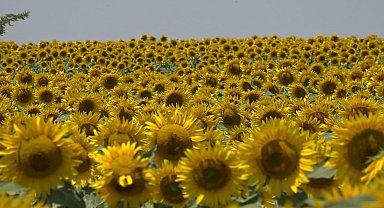 Ayçiçek üreticileri yağış bekliyor