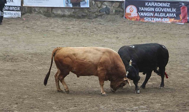 Ayder'de boğa güreşleri renkli görüntülere sahne oldu