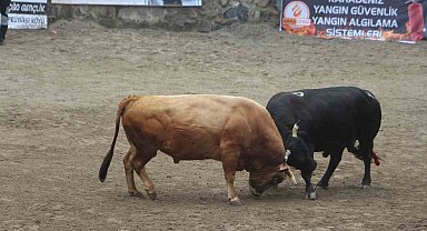 Ayder'de boğa güreşleri renkli görüntülere sahne oldu