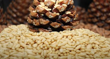 Aydın Çam Fıstığı, Avrupa Birliği tesciliyle taçlandı