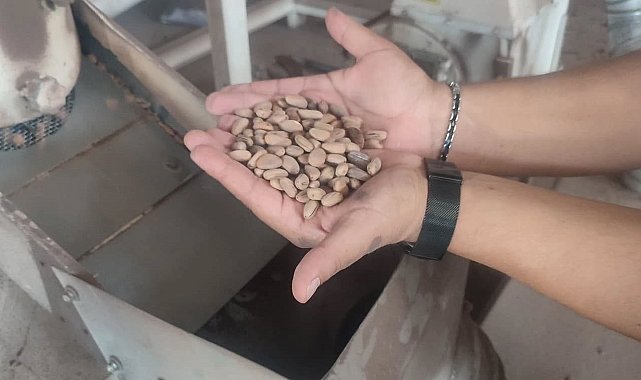 Aydın Çam Fıstığı dünya çapında güçleniyor