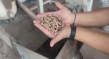 Aydın Çam Fıstığı dünya çapında güçleniyor