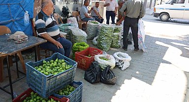Aydın incirinde 'ilekleme' sezonu başladı