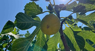 Aydın'da erkenci incirler çıktı