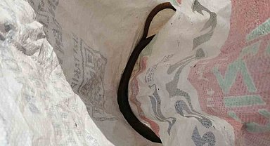 Aydın'da itfaiye ekiplerinden yılan operasyonu