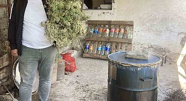 Aydın'da kekikler şifa için kaynatılmaya başlandı