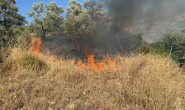 Aydın'da zirai alanda yangın çıktı