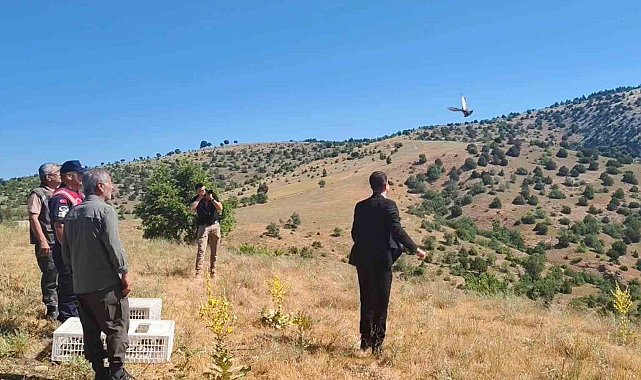 Aydıncık'ta 225 adet keklik doğaya salındı