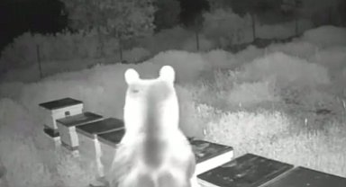 Ayılar arı kovanlarını parçalayıp balları yedi