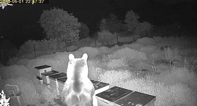 Ayının kovanlara saldırdığı anlar kamerada