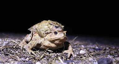 Bacağı 43 dolar kendisi 15 dolar