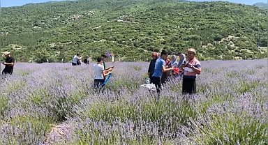 Bakımı yapılan lavanta bahçesi kadın elinde yeniden hayat buldu