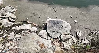 Bakırköy Botanik Parkı 14 aydır kapalı: "Bir çevre katliamıyla karşı karşıyayız"