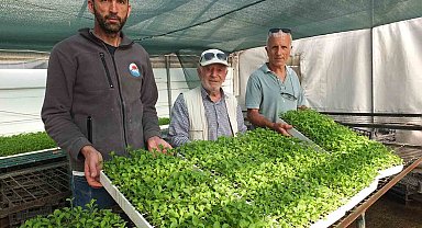 Balıkesir'de Stevia fidesi sevkiyatına başlandı
