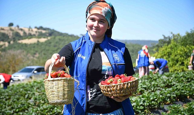 Balıkesirli gençlerden 'Gönüllü Hasat' etkinliği