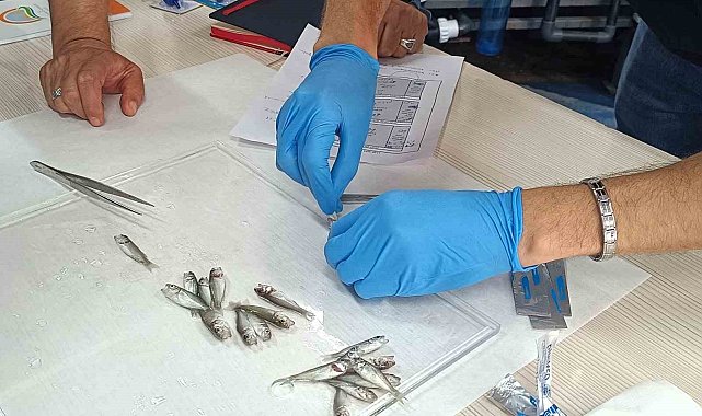 Bandırma'da levrek balıklarında görülen hastalıklara karşı aşı çalışması