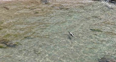 Bartın'da yaralı yunus karaya vurdu