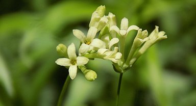 Bartın'da yeni bitki türü bulundu