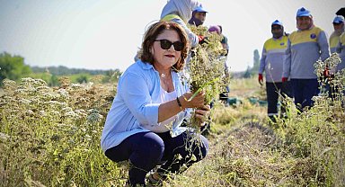 Başkan Gençay, kekik hasadına katıldı