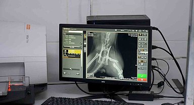 Başkan Günel, 5'inci kattan düşen kediye yaşam umudu oldu