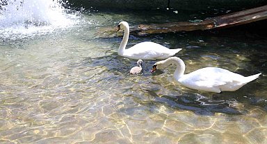 Başkent'in simgesi Kuğulu Park'tan sevindirici haber: 15 yıl sonra ilk kez beyaz kuğu doğdu
