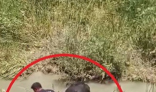 Bataklığa saplanan 3 büyükbaşı itfaiye kurtardı