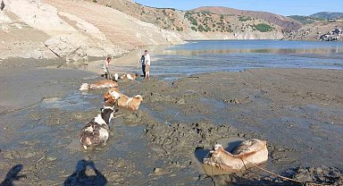 Bataklığa saplanan 6 inek kurtarıldı