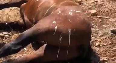 Batman'da 5 yaban atının silahla öldürüldüğü iddiası