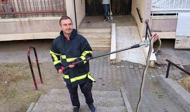 Batman'da bina girişinde bulunan yılan doğal yaşam alanına bırakıldı