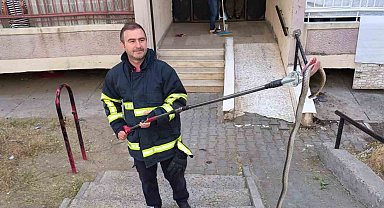 Batman'da bina girişinde bulunan yılan doğal yaşam alanına bırakıldı