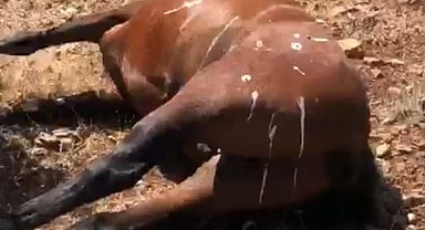 Batman'da öldürülen 7 yılkı atı için 3 şüphelinin ifadesi alındı