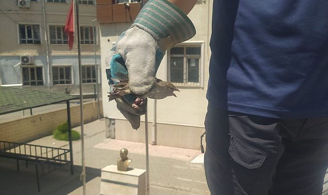 Batman'da tellere takılan kuşu itfaiye ekipleri kurtardı