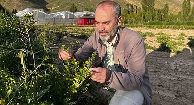 Bayburt Üniversitesi iklime uygun tarımsal ürünlerini hasat etti