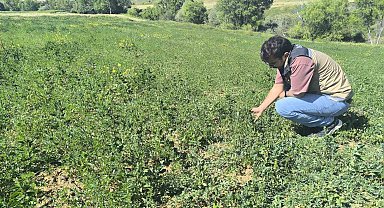 Bayburt'ta 4 köyde yem bitkisi tarla kontrolleri tamamlandı