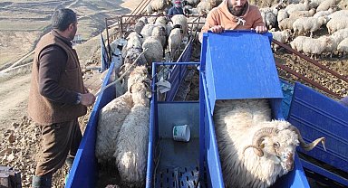 Bayburt'ta küçükbaş hayvanlar mobil koyun yıkama makineleriyle yıkanarak ilaçlanıyor
