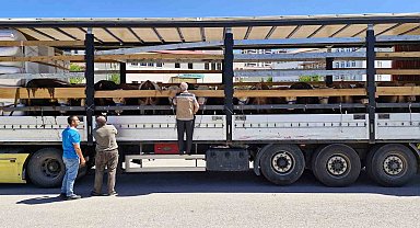 Bayburt'ta kurban sevki denetimleri sürüyor