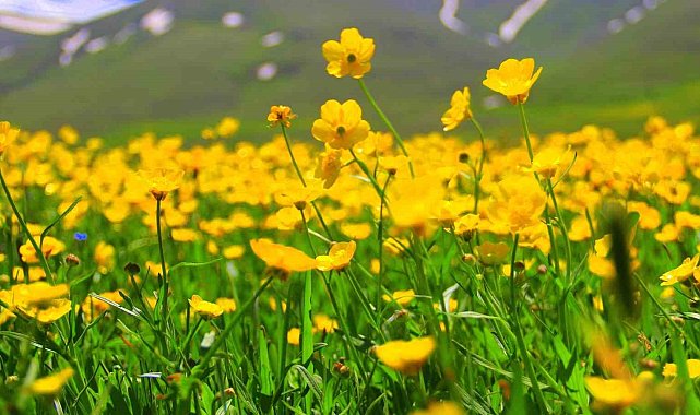 Bayburt'ta sarıçiçekler görenleri cezbediyor