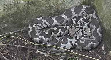 Bayramda engerek mesaisi