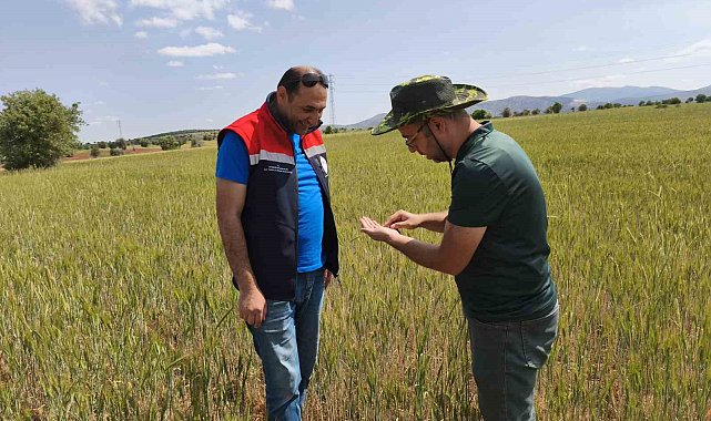 Beyşehir'de hububat ekili alanlara yakın takip