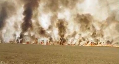 Biçerdöver patozuna giren tel yangına neden oldu, biçilmemiş buğday kül oldu