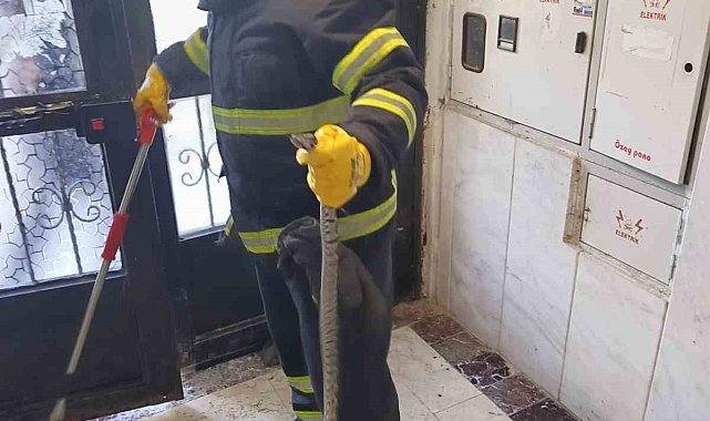 Bilecik'te bir apartmana giren yılan itfaiye ekiplerince yakalandı