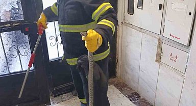 Bilecik'te bir apartmana giren yılan itfaiye ekiplerince yakalandı