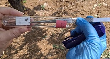 Bilecik'te görülen kahverengi kokarcaya samuray arısıyla çözüm