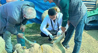 Bilecik'te kurban satış pazarında hayvanlara gebelik testi yapılıyor