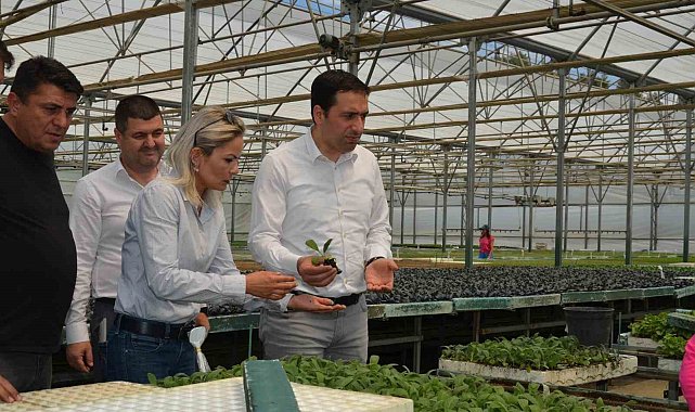 Bilecik'te "Enginar Fide" projesi