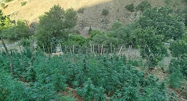 Bingöl'de 15 bin kök kenevir ele geçirildi