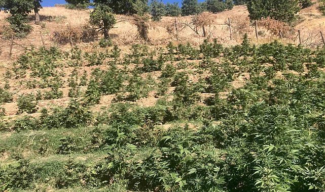 Bingöl'de 19 bin kök skunk bitkisi ele geçirildi