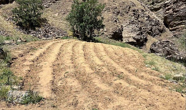 Bingöl'de 2 bin 900 kök kenevir ele geçirildi