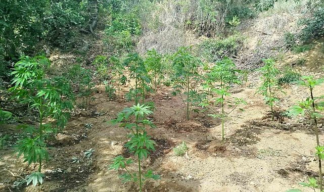 Bingöl'de 228 kök kenevir ele geçirildi