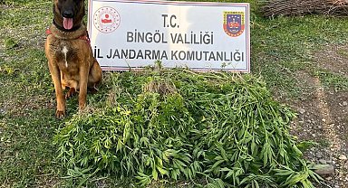 Bingöl'de 4 günde 14 bin 933 kök kenevir ele geçirildi